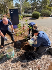 Tree Planting Photo 4