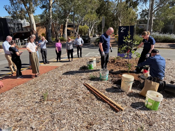 Tree Planting photo 2