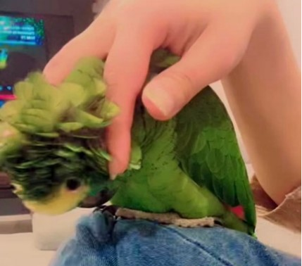 parrot-sana