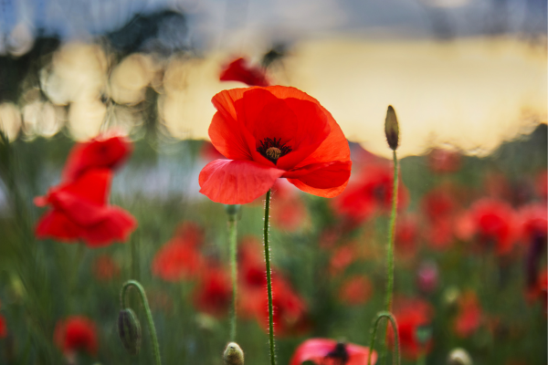ANZAC Day 2026 - Lest We Forget