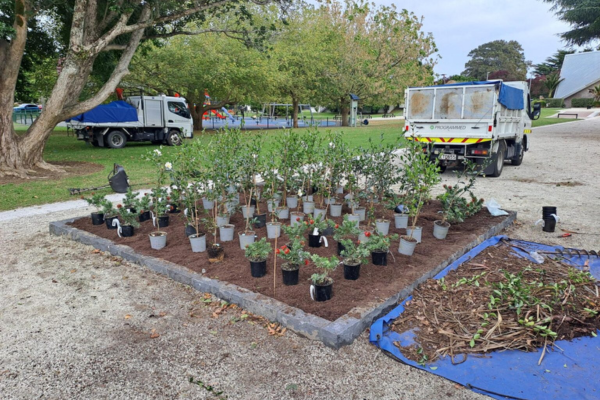 Remembrance in bloom at Mt Albert Memorial Garden